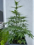 Legales Cannabis auf dem Balkon