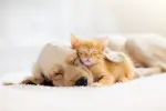 Tierbabys streicheln