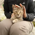 Schnurren einer Katze auf dem Schoß