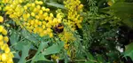 Eine Hummel auf einer Blume beobachten