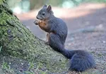 Ein Eichhörnchen in der Stadt entdecken
