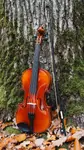 Geige/Violine
