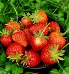Erdbeeren