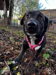 Ein süßer Hund