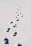 Durch frischgefallen Schnee stapfen